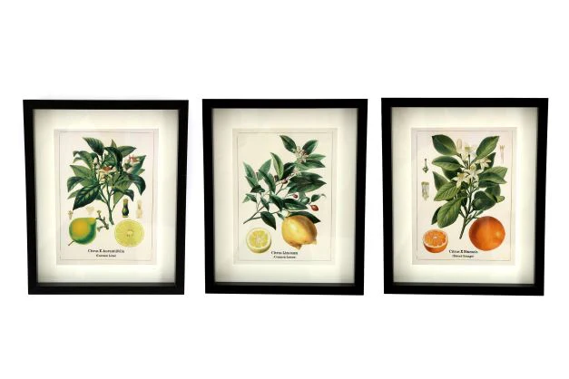 QUADRO AGRUMI - Woodlume