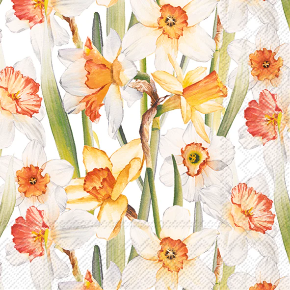 TOVAGLIOLI NARCISI - PICCOLI - Woodlume